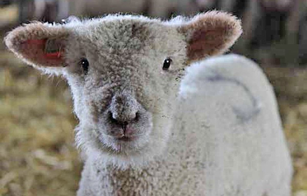 Milk Replacer vs. Ewe’s Milk